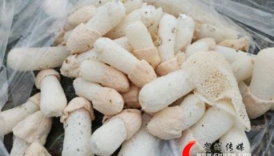 廣西賀州市：八步區竹蓀豐收，供不應求