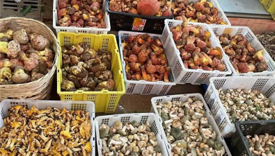 云南木水花野生菌交易中心占据全国80%市场份额