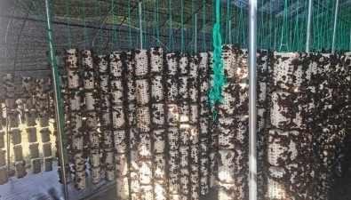 山西中陽：深耕培育地道木耳，成致富“金耳朵”