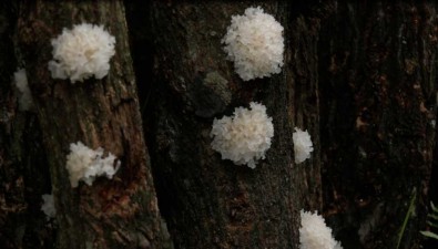 四川通江：聚焦打造通江银耳（食用菌）百亿级产业集群