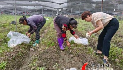 广西贺州市：八步区食用菌种植面积1224亩