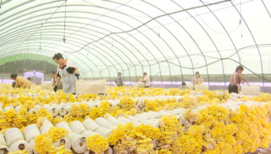 贵州安龙县：首次种植榆黄菇，喜获丰收