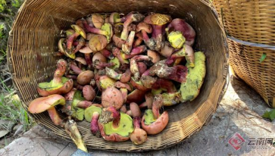云南寧洱縣：第一波野生菌上市，撿菌大戶年收3-4萬元