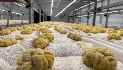 水润君赵农业公司：发展食用菌，形成产供销经济链