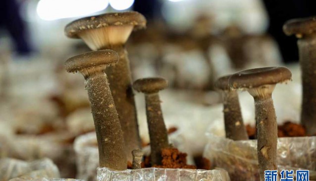 广西靖西市：小菌菇撑起富民增收“致富伞”