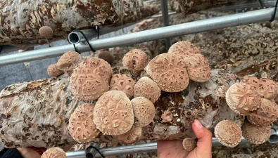 河南欒川縣：秋扒鄉年產香菇鮮品700萬斤