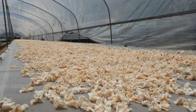 安徽岳西縣：五河鎮(zhèn)桑枝食用菌“白富美”8個大棚產(chǎn)量超2萬斤