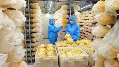 骆峰菌业：全国最大黄色金针菇工厂化基地三期项目加快推进