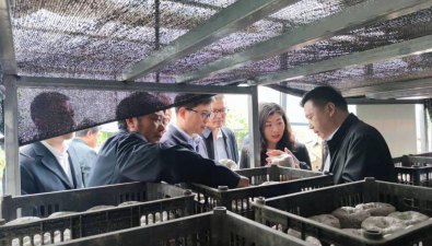 農業農村部種植業管理司組織專家調研漢中食用菌產業