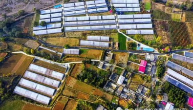 河南魯山縣：食用菌年種植總量保持在3.6億袋