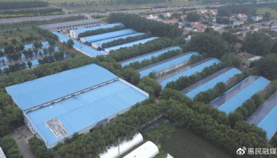 山東惠民縣：食用菌種植面積達(dá)950萬平方米
