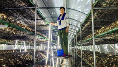 河南鹤壁市：大河涧乡食用菌撑起产业振兴“致富伞”