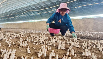 新疆新源县：食用菌种植成为农民增收的“金钥匙”