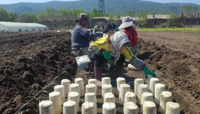 黑龙江清河林业局：横山林场食用菌产值达63万元