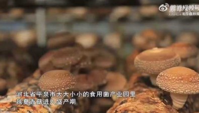 河北平泉：越夏香菇进入盛产期