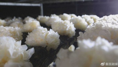 冠銘菌業：提高銀耳產量，推動精深加工