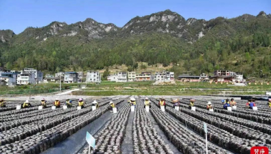 貴州銅仁：明確100億級食用菌產業集群建設目標
