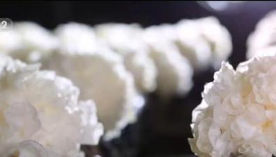 山東惠民縣：食用菌年產(chǎn)量達(dá)16.8萬噸