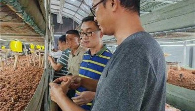 云南玉溪：專家人才深入基地了解食用菌產業現狀