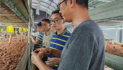 云南玉溪：专家人才深入基地了解食用菌产业现状