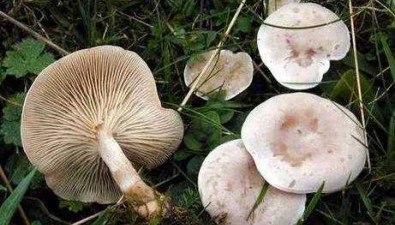 湖北潜江市：疾控中心警告，小心夺命野蘑菇