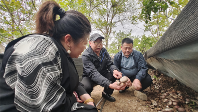 北京农民种出大球盖菇高产“明星”