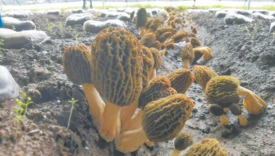 青海西寧市：蔥灣村12.5畝羊肚菌豐收，產值100多萬元