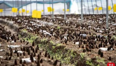 貴州銅仁：重點謀劃、爭取和實施一批食用菌產業項目