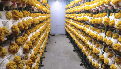四川蓬溪：小菌菇做成大产业 拥有20余种食用菌工厂化产品