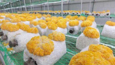 山東章丘：首批試種3000個金耳菌，解鎖致富新路徑