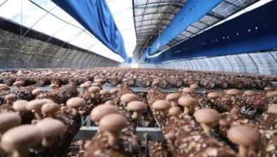 我国香菇产量占国内食用菌产量的27.5%