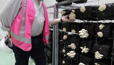 在澳大利亚，还是种蘑菇“香”？