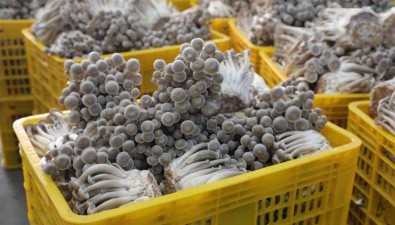 北部湾公司：探索以坚果青皮为原料生产鹿茸菇