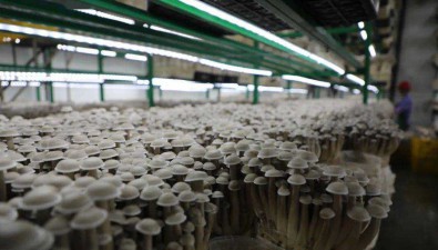 廣西龍州縣：2022年食用菌銷售收入1.9億元