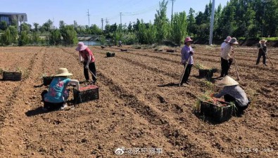 “幸福草”落户山东邹城！