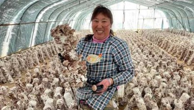 遼寧海城市：析木鎮菌棚已達300多棟
