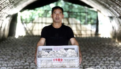 安徽銅陵：秸稈種菇，助農增收