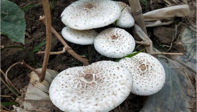 几种常见的野生毒蘑菇