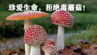 毒蘑菇中毒危害