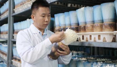 馮占：用科技助力食用菌工廠化技術(shù)創(chuàng)新