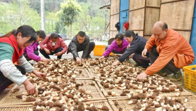 陜西寧強縣：積極試種金球蓋菌等新品種