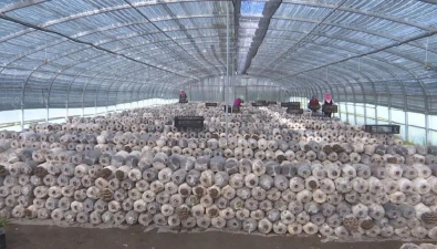 甘肅天祝：哈溪鎮食用菌種植園區香菇上架、平菇入棚