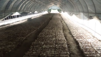 河北易县：食用菌产业发展助推乡村振兴