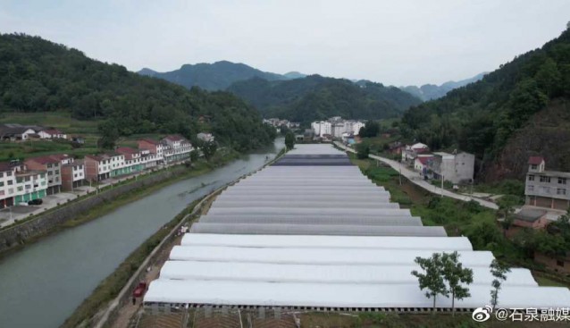 陕西石泉县：茨林村4万袋平菇进入采摘季