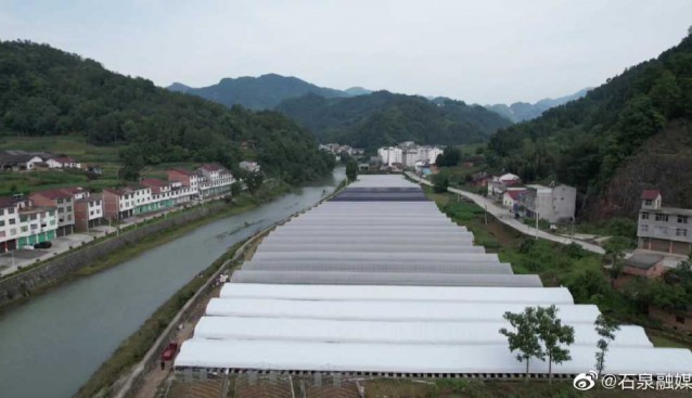 陜西石泉縣：茨林村4萬(wàn)袋平菇進(jìn)入采摘季