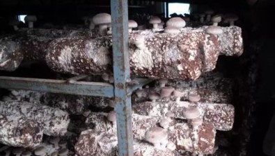 重要提示：高温天气下香菇生产降温措施和管理措施