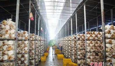 廣西興業：秀珍菇反季節栽培銷路好