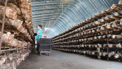 甘肃民乐县：食用菌年产量超6000吨
