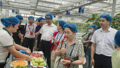 湖北武汉：评议员深入食用菌大棚调研