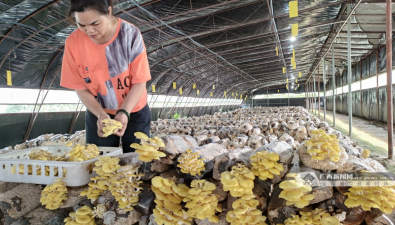 廣西大化瑤族自治縣：農戶收菇忙